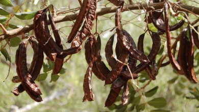 Güzelyurt’ta zeytin ve harup hasadına başlama tarihleri açıklandı