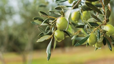 Lefkoşa’da zeytin hasadı 29 Ağustos'ta başlayacak